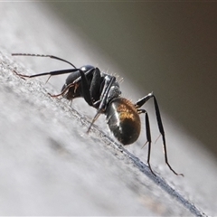 Camponotus aeneopilosus (A Golden-tailed sugar ant) at Hall, ACT - 10 Sep 2024 by Anna123