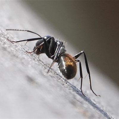 Camponotus aeneopilosus (A Golden-tailed sugar ant) at Hall, ACT - 10 Sep 2024 by Anna123