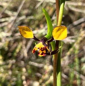 Diuris pardina at Hall, ACT - suppressed