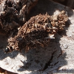 Psychidae - IMMATURE larvae (A Case moth (Psychidae)) at Hall, ACT - 10 Sep 2024 by Anna123