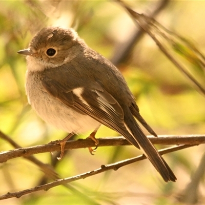 Petroica rosea (Rose Robin) at Weetangera, ACT - 10 Sep 2024 by Thurstan