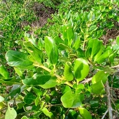 Coprosma repens (Mirror Bush) at Kiama, NSW - 10 Sep 2024 by plants