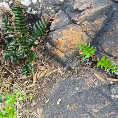 Cyrtomium falcatum (Holly Fern) at Kiama, NSW - 10 Sep 2024 by plants