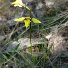 Diuris chryseopsis (Golden Moth) at Throsby, ACT - 10 Sep 2024 by mlech