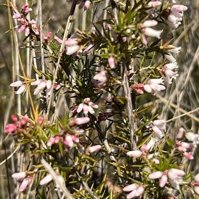 Lissanthe strigosa subsp. subulata (Peach Heath) at Throsby, ACT - 10 Sep 2024 by RangerRiley