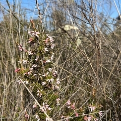 Lissanthe strigosa subsp. subulata at Throsby, ACT - 10 Sep 2024