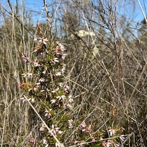 Lissanthe strigosa subsp. subulata at Throsby, ACT - 10 Sep 2024