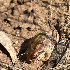 Litoria verreauxii verreauxii at Throsby, ACT - 10 Sep 2024