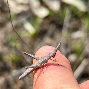 Keyacris scurra at Throsby, ACT - 10 Sep 2024 02:36 PM