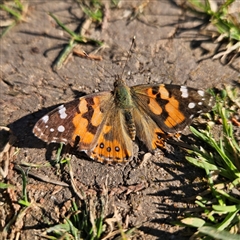 Vanessa kershawi (Australian Painted Lady) at Braidwood, NSW - 10 Sep 2024 by MatthewFrawley