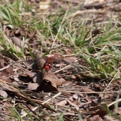 Diplacodes bipunctata (Wandering Percher) at Lyons, ACT - 9 Sep 2024 by ran452