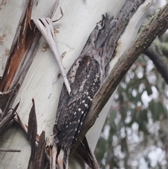 Podargus strigoides (Tawny Frogmouth) at Brindabella, NSW - 13 Aug 2024 by RAllen