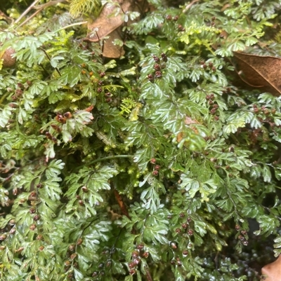 Hymenophyllum cupressiforme (Common Filmy Fern) at Coolagolite, NSW - 24 Nov 2023 by timharmony