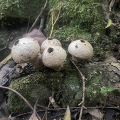 Lycoperdon pyriforme (Stump Puffball) at Bermagui, NSW - 21 Jun 2024 by timharmony