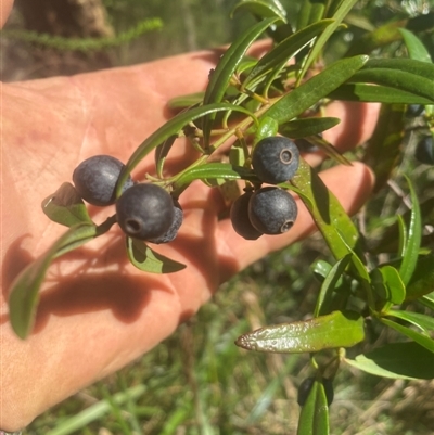 Santalum obtusifolium (Coastal Sandalwood) at Coolagolite, NSW - 12 Feb 2024 by timharmony