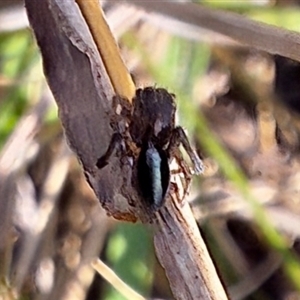 Maratus chrysomelas at Deakin, ACT - 10 Sep 2024