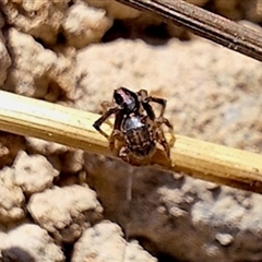 Maratus chrysomelas at Deakin, ACT - 10 Sep 2024