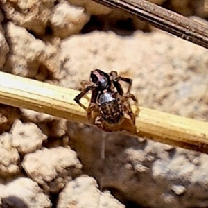 Maratus chrysomelas at Deakin, ACT - 10 Sep 2024