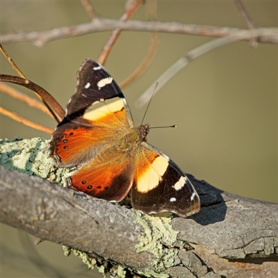 Vanessa itea (Yellow Admiral) at Denman Prospect, ACT - 9 Sep 2024 by Kenp12