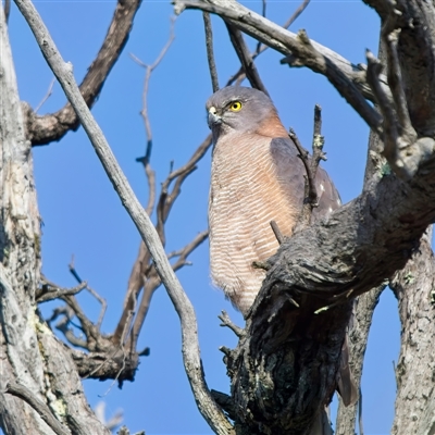 Tachyspiza fasciata (Brown Goshawk) at Denman Prospect, ACT - 10 Sep 2024 by Kenp12