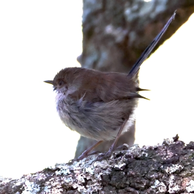 Malurus cyaneus (Superb Fairywren) at Broulee, NSW - 2 Sep 2024 by jb2602