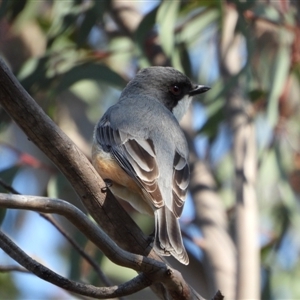 Pachycephala rufiventris at Kambah, ACT - 10 Sep 2024