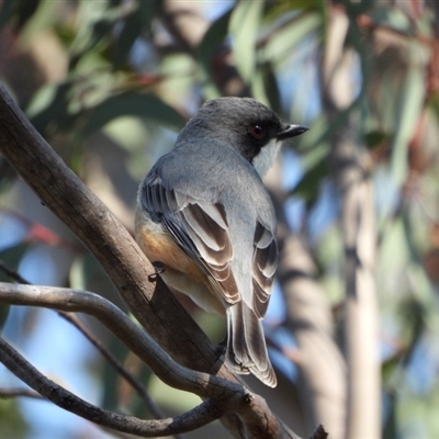 Pachycephala rufiventris (Rufous Whistler) at Kambah, ACT - 10 Sep 2024 by LinePerrins