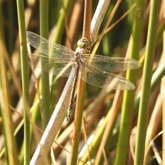 Anax papuensis (Australian Emperor) at Murrumbateman, NSW - 10 Sep 2024 by SimoneC