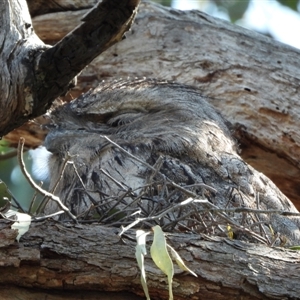 Podargus strigoides at Kambah, ACT - 10 Sep 2024