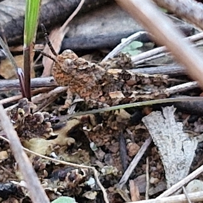 Cirphula pyrrhocnemis at Goulburn, NSW - 10 Sep 2024 by trevorpreston