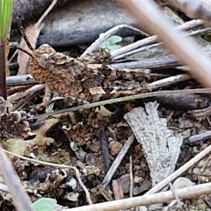 Acrididae sp. (family) at Goulburn, NSW - 10 Sep 2024