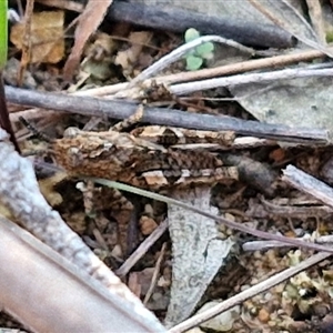 Acrididae sp. (family) at Goulburn, NSW - 10 Sep 2024