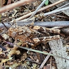 Acrididae sp. (family) at Goulburn, NSW - 10 Sep 2024