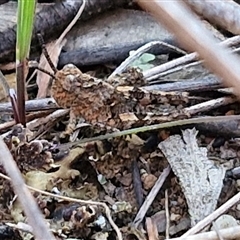 Acrididae sp. (family) at Goulburn, NSW - 10 Sep 2024