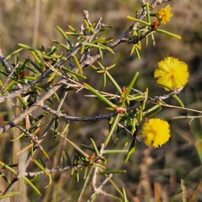 Acacia brownii (Heath Wattle) at Goulburn, NSW - 10 Sep 2024 by trevorpreston