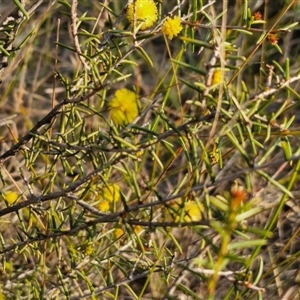 Acacia brownii at Goulburn, NSW - 10 Sep 2024