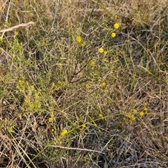 Acacia brownii at Goulburn, NSW - 10 Sep 2024