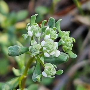 Poranthera microphylla at Goulburn, NSW - 10 Sep 2024 04:41 PM