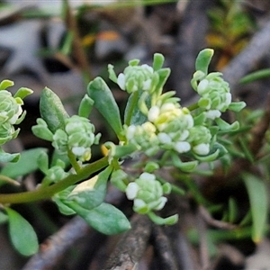 Poranthera microphylla at Goulburn, NSW - 10 Sep 2024 04:41 PM