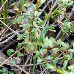 Poranthera microphylla at Goulburn, NSW - 10 Sep 2024 04:41 PM