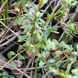 Poranthera microphylla at Goulburn, NSW - 10 Sep 2024