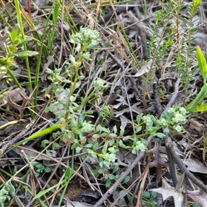 Poranthera microphylla at Goulburn, NSW - 10 Sep 2024 04:41 PM