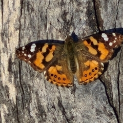 Vanessa kershawi (Australian Painted Lady) at Goulburn, NSW - 10 Sep 2024 by trevorpreston