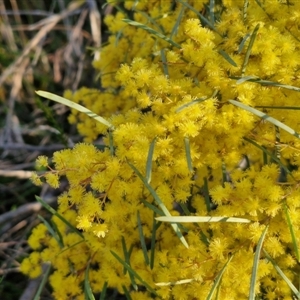 Acacia boormanii at Goulburn, NSW - 10 Sep 2024 04:38 PM