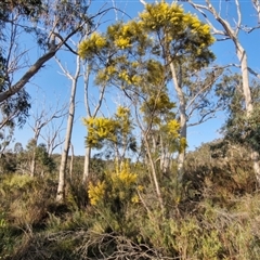 Acacia boormanii at Goulburn, NSW - 10 Sep 2024 04:38 PM