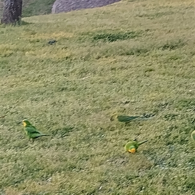 Polytelis swainsonii (Superb Parrot) at Flynn, ACT - 10 Sep 2024 by rbannister