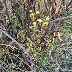 Diuris pardina at Goulburn, NSW - suppressed