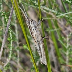 Coryphistes ruricola (Bark-mimicking Grasshopper) at Goulburn, NSW - 10 Sep 2024 by trevorpreston