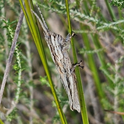 Coryphistes ruricola (Bark-mimicking Grasshopper) at Goulburn, NSW - 10 Sep 2024 by trevorpreston