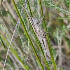 Coryphistes ruricola at Goulburn, NSW - 10 Sep 2024